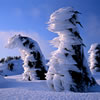 Snowy 2: Dragon Trees