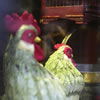 Two Roosters (Display Window)