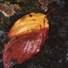 Bicolor Leaf in Fall 