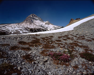 View of Diamond Head from Saddle trail