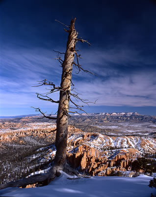 View from Bryce Point