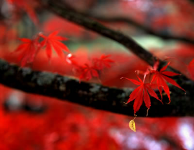 Japanese Maple 1