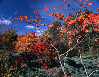 Van Dusen Botanical Garden 4