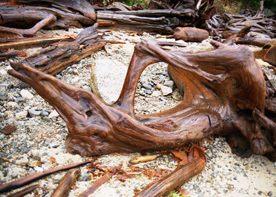 Driftwood on the Shores of Powell Lake