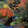 Van Dusen Botanical Garden 4