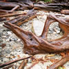 Driftwood on the Shores of Powell Lake