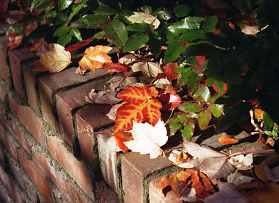 Maple Leaves on a Brick Wall in Fall Colors