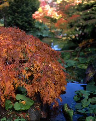 Van Dusen Botanical Garden 11