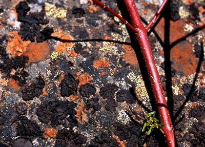 Lichen Pattern, Lindemann Lake