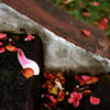Petals on Stairs 1
