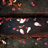 Petals on Stairs 2