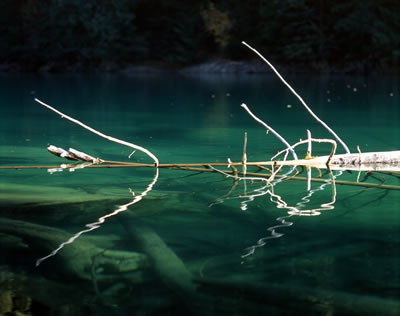 Trees in Lindeman Lake