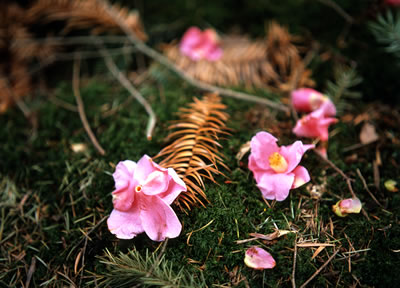 Camelia X