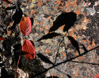 Lichen on the Rock by the Lindeman Lake