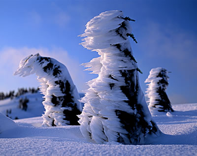 Snowy 2: Dragon Trees