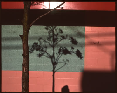 Reflection of a Tree