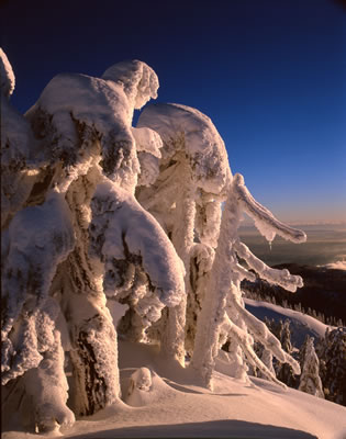 Snowy 5: Late Afternoon 1