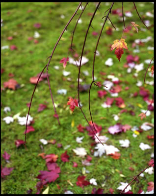 Late Fall 1