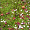 Late Fall 1