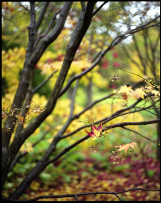 Late Fall 3