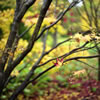 Late Fall 3