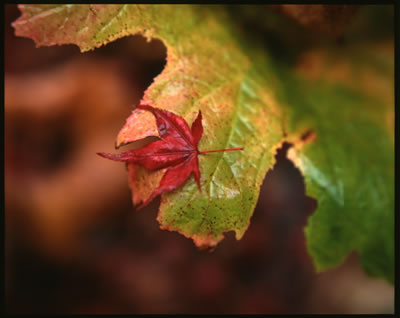 Late Fall 4