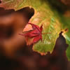 Late Fall 4