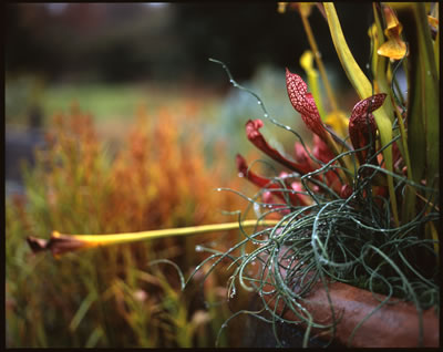 Late Fall 5