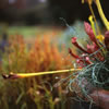 Late Fall 5