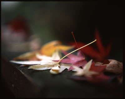 Sweetgum Tree Leaves in Fall 1