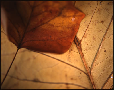 Tulip Tree Leaves in Fall 