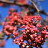 Mountain Ash Berries in Fall
