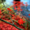 Last Leaves of a Japanese Maple in Fall 1