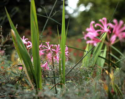 Ground Level