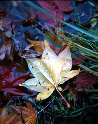 Yellow and Wet