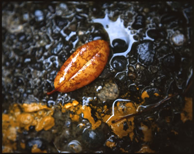 Magnolia Leaf on the Stair