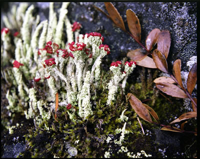Flowering Lichen