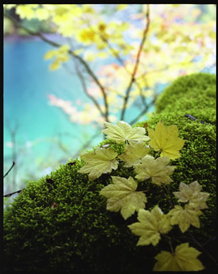 Yellows, Vine Maple in Fall