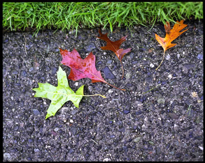 Pin Leaf Oak Leaves on the Walkway