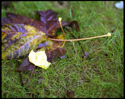 Poplar Leaves in Late Fall 1