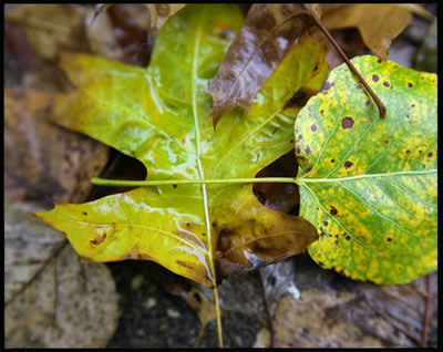 Leaves in Late Fall 2