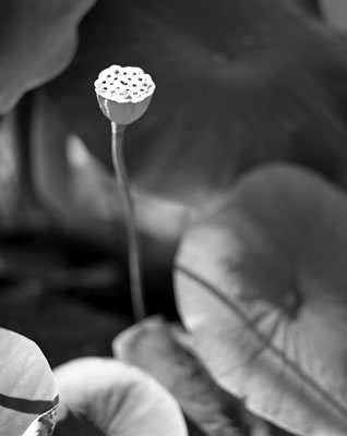 Lotus Flower, Buddhist Temple