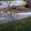 Manchu Snakebark Maple in Spring 2