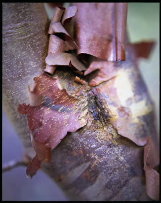 Paperbark Maple 2