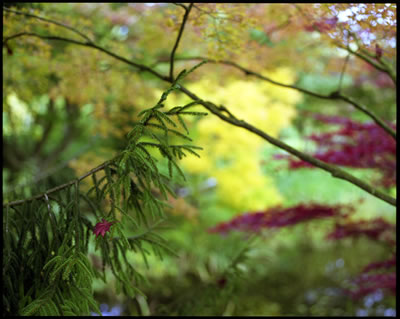 Harmony in Fall 1