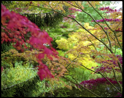 Harmony in Fall 2