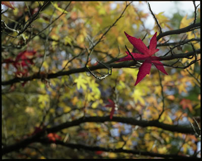 Red Star in Yellow