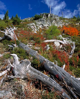 View on Flora Lake Trail