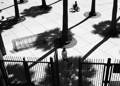 Palm Tree Dotted Square