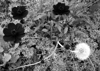 Harmony in Black and White